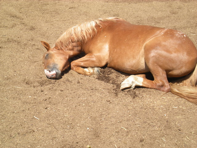 *** meine Gipsy nach einer anstrengenden Lernstunde ;-) ***