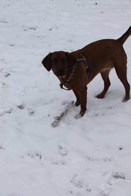 unsere maus liebt den schnee