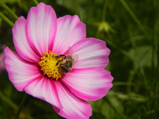 fleißiges Bienchen