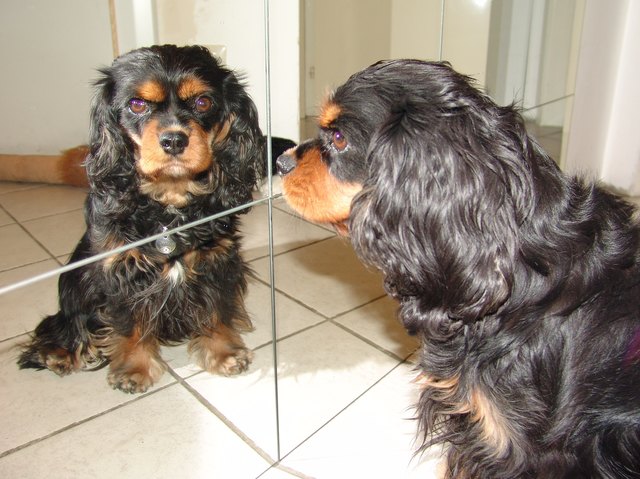 Spieglein, Spieglein an der Wand, wer ist die Schönste im Land ?? ..... BUFFY !!