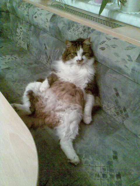 Kater Fipsi beim relaxen :)