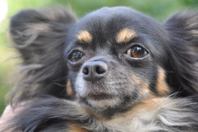 Mein kleiner tierischer Freund Benny!