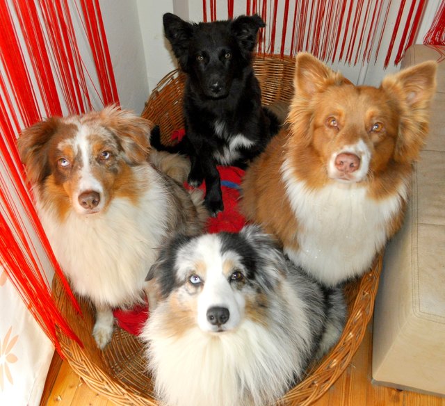 Rusty, Shadow, Sam und Yuna - unsere 4 Australian Shepherds warten brav im Körberl auf uns