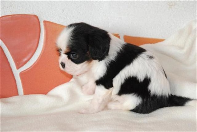 Cavalier King Charles 6 Wochen alt