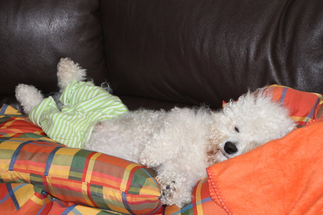 Physiotherapie ist anstrengend (1 Woche nach Knie OP) - Teddys Entspannungsübungen