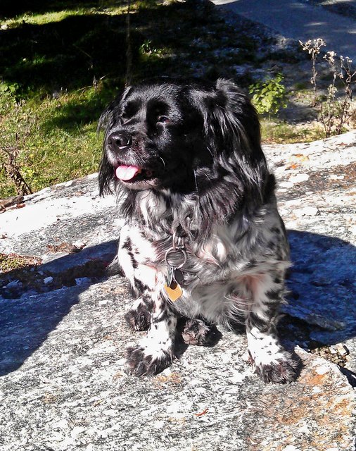 kleiner Hund gaaaaaaanz groß :D