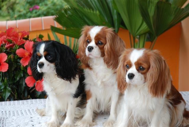 3 Cavalier KIng Charles Mädchen