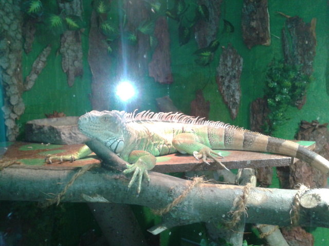 Leguan beim Sonnenbad