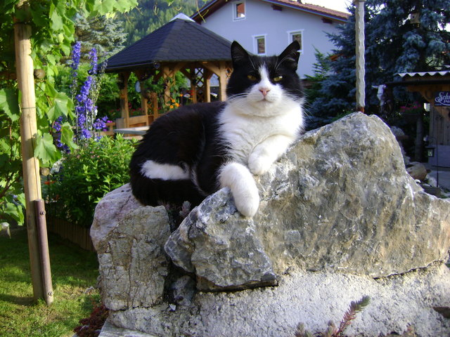 Mein Name ist "Zorro"und in unseren Garten, habe ich den Überblick!