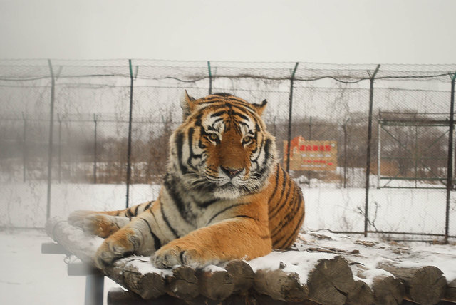 Siberian Tiger Park