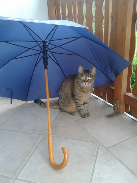 Tigerl mag den Regen überhaupt nicht ! ;-)