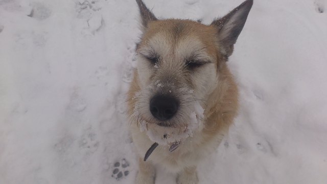 Obelix liebt den Schnee