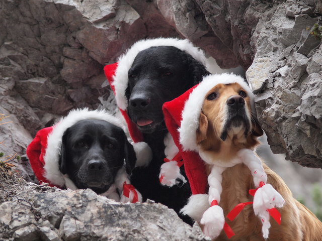 Frohe Weihnachten!!