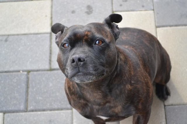 Das ist meine Hündin Donna sie ist ein Staffordshire Bullterrier und einfach zum Knuddeln.