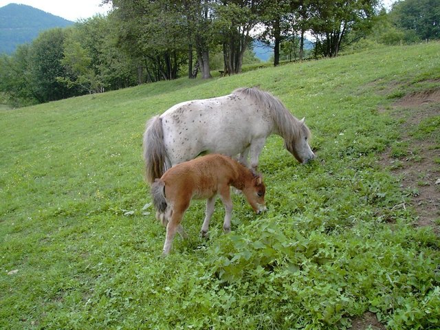 Mamma Sahra Mit Fohlen Cleopatra