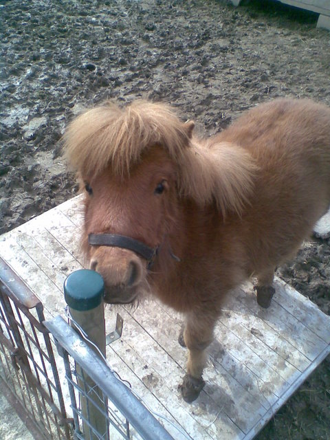 Minipony Jonny