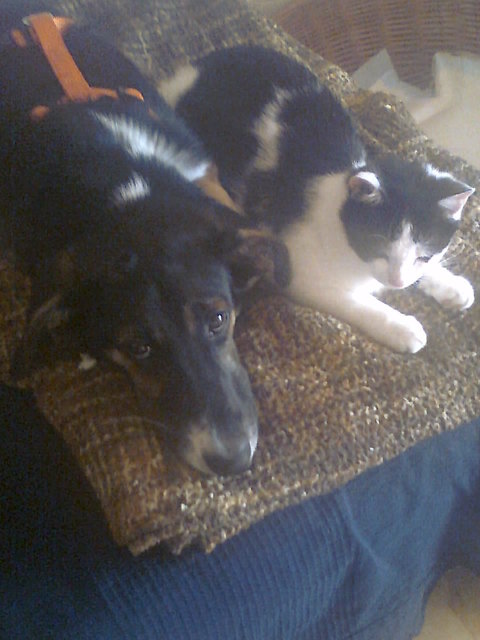 Zwei beste Freunde Blacky und Gismo