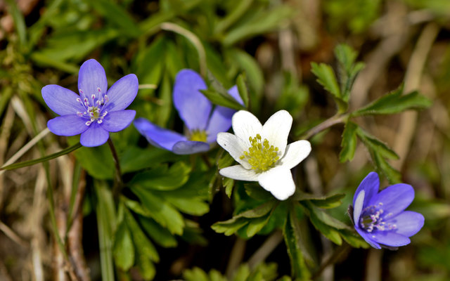 leberblümchen, das Frühjahr hält zaghaft Einzug