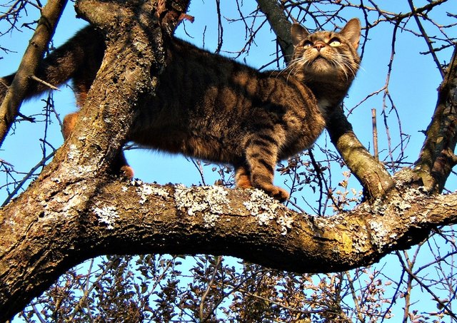 Mein Kater