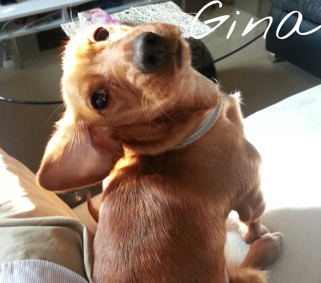 Gina das Dackelmodel