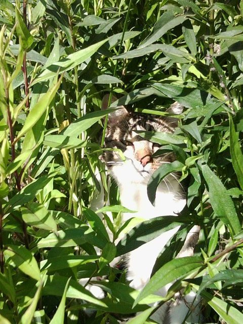 katze in tarnung