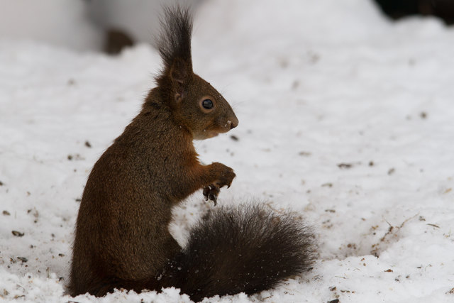 Eichhörnchen im Schnee