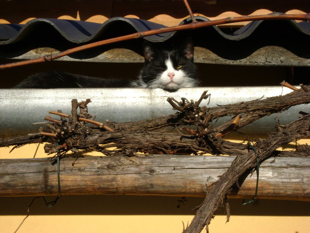 Zorro