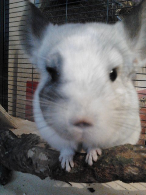 Chinchilla Bijou