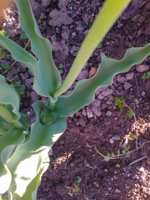 Frosch in der Tulpe