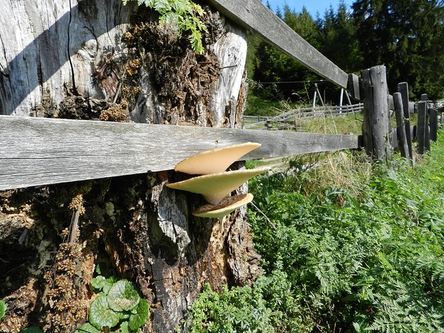Schuppiger Stielporling 1