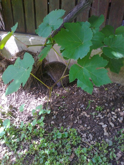 Igel im Schatten