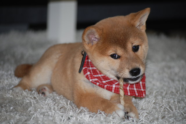 meine kleine Suki