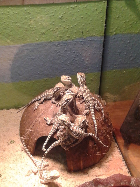 Gewusel im Terrarium