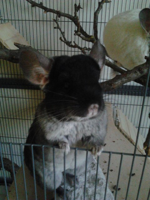 Chinchilla Luigi