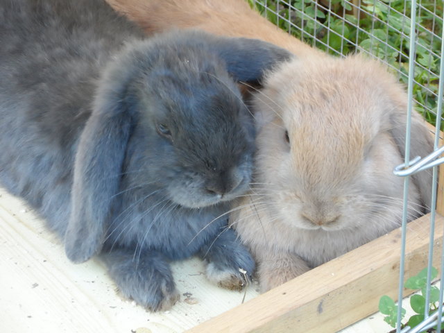 Amy und Elvis haben sich sehr sehr lieb!