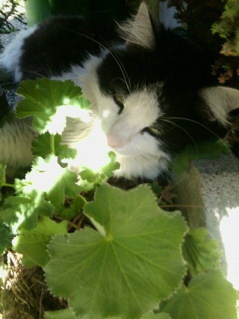 Schatten!