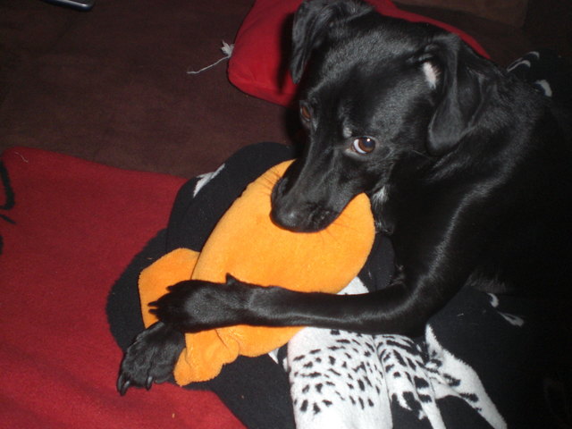 Lucy beim Entspannen :)