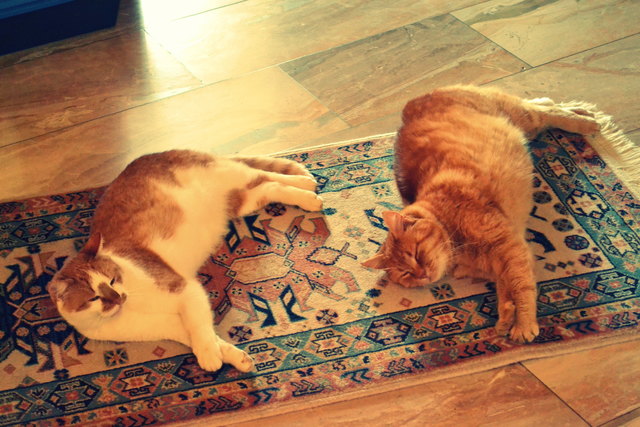 Meine zwei süßen Katzen Lucky und Garfield einfach zum knuddeln ;))