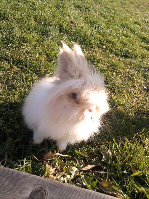Hase Snoppy genießt die Sonne, wenn sie mal da ist.