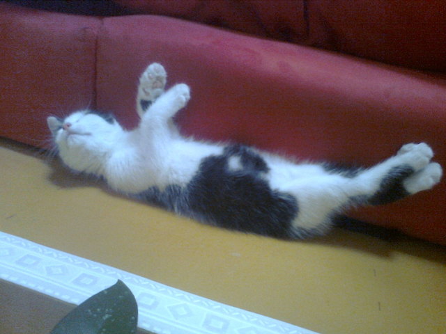 Mein kleiner kater im Tiefschlaf :)