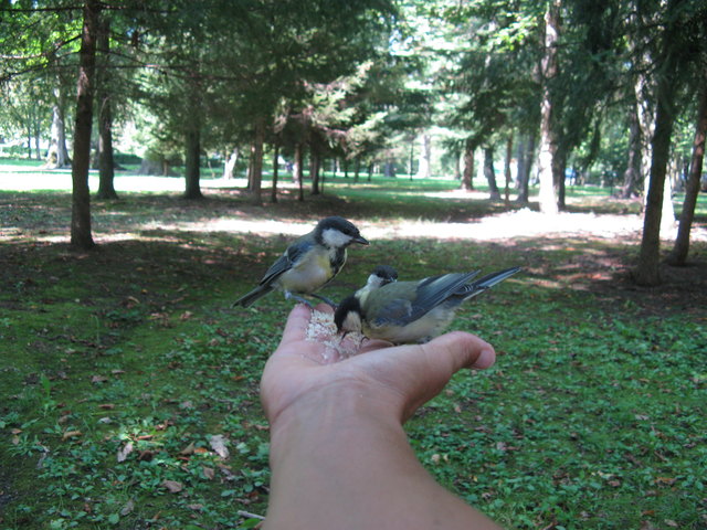 Meisenfüttern im Park In einer Hand die Nüsse mit der anderen abdrücken und fertig ist der Schnappschuß