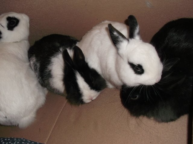 hasen von dani