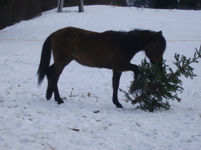 Was mach ich mit dem Christbaum zu Ostern ?