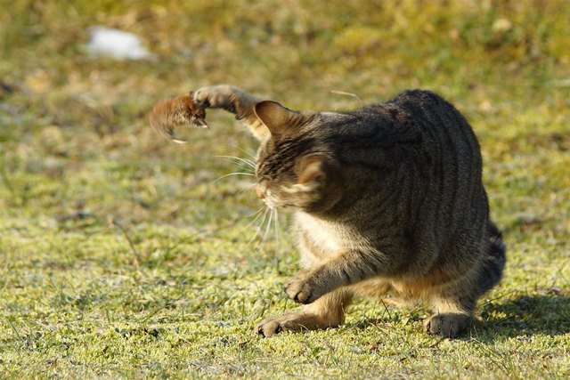 Auch so kann man mit der Maus "spielen" - Tom