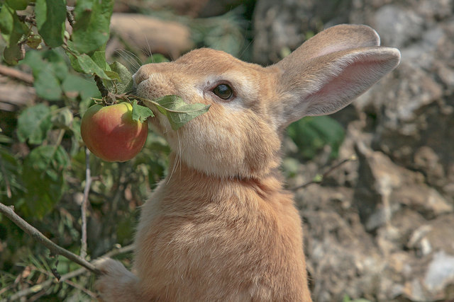 Der Osterhase stärkt sich für das arbeitsreiche Wochenende