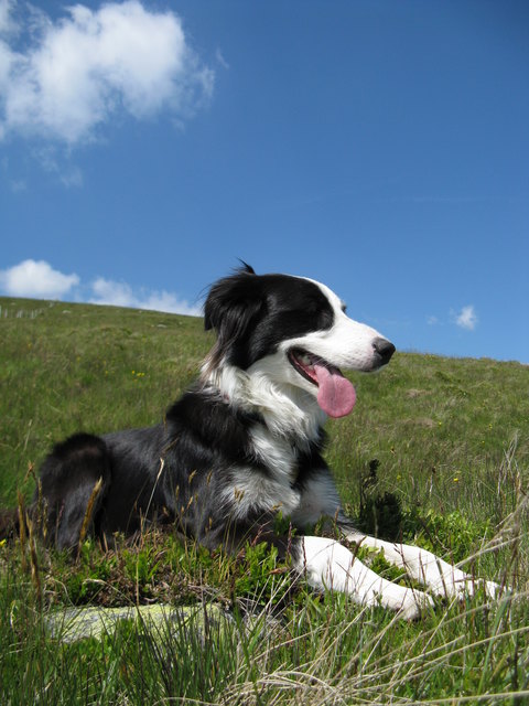 Nelly auf der Alm
