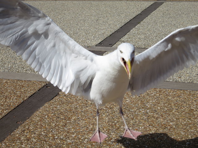 Möwe aufegnommen in Etretat (Frankreich)