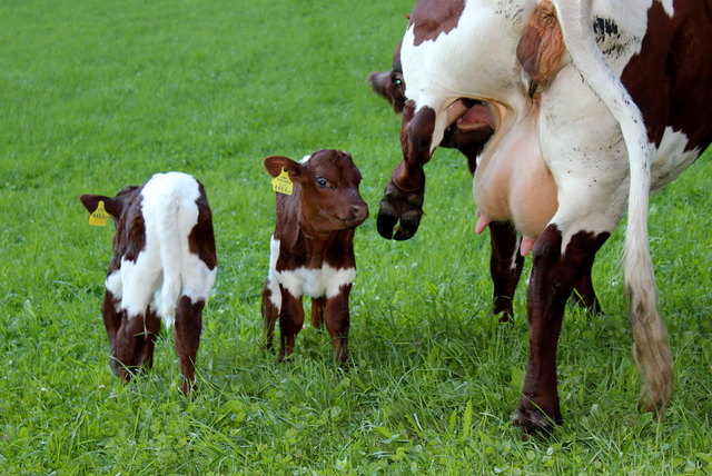 glückliche Milchbabys