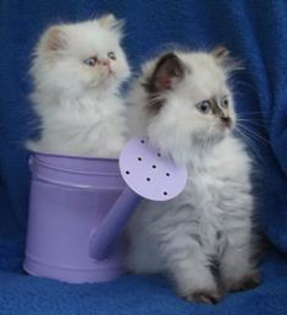 Perserkatzen sind nicht nur faul