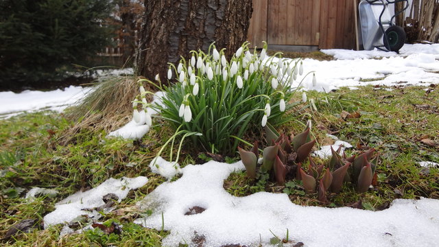Frühlingsboten - sie stehen schon bereit